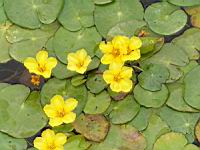 Faux nenuphar, Nymphoides peltata (fam Menyanthacees) (Europe ouest, Asie a Chine, Japon) (2) (Photo F. Mrugala)